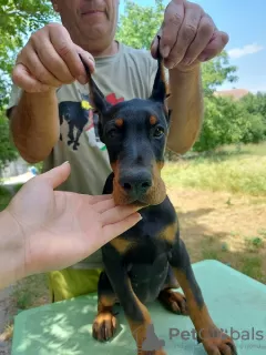 Photo №4. Je vais vendre dobermann en ville de Belgrade.  - prix - Gratuit