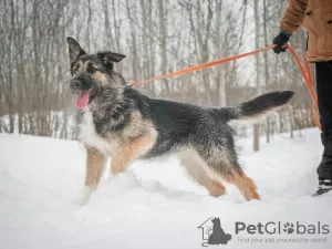 Photo №4. Je vais vendre chien bâtard en ville de Москва. de l'abri - prix - Gratuit