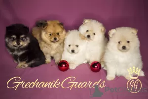 Photo №1. spitz allemand - à vendre en ville de Cheboksary | négocié | Annonce №31341