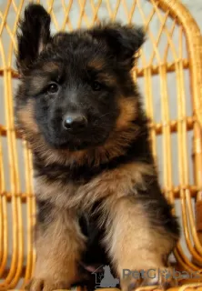 Photos supplémentaires: Chiots berger allemand à poil long