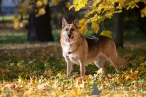 Photo №1. chien bâtard - à vendre en ville de Москва | Gratuit | Annonce №105706