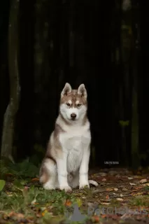 Photo №1. husky de sibérie - à vendre en ville de Saint-Pétersbourg | 772€ | Annonce №8694