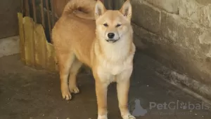 Photo №4. Je vais vendre shiba en ville de Subotica. éleveur - prix - 700€