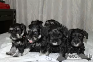 Photo №3. Chiots Schnauzer nain. Fédération de Russie