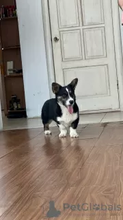 Photos supplémentaires: Cardigan Welsh Corgi