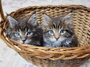 Photo №1. maine coon - à vendre en ville de Kharkov | 335€ | Annonce № 38812