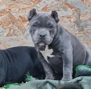 Photo №4. Je vais vendre american bully en ville de Krasnodar. annonce privée - prix - 739€