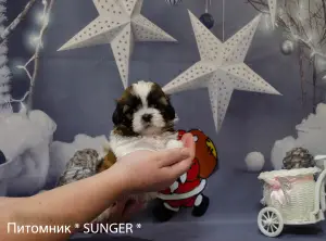 Photo №1. shih tzu - à vendre en ville de Krivoy Rog | Négocié | Annonce №4346