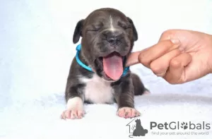 Photo №2 de l'annonce № 64316 de la vente american staffordshire terrier - acheter à La Roumanie annonce privée, de la fourrière, éleveur