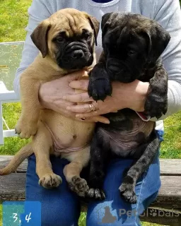 Photo №1. bullmastiff - à vendre en ville de London Borough of Ealing | 500€ | Annonce №111714