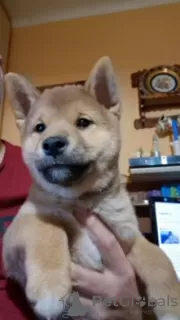 Photo №1. shiba - à vendre en ville de Seden | négocié | Annonce №121332