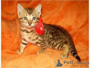 Photo №1. bengal - à vendre en ville de Флорида Сити | 946€ | Annonce № 50408