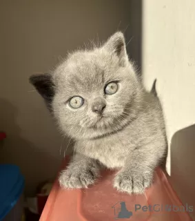 Photo №1. british shorthair - à vendre en ville de Berlin | 300€ | Annonce № 101673