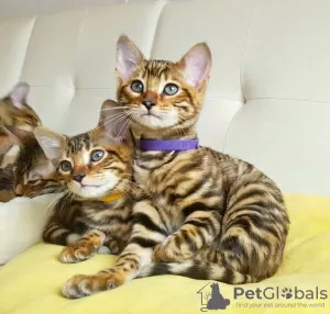 Photo №1. toyger - à vendre en ville de Турате | 410€ | Annonce № 15650