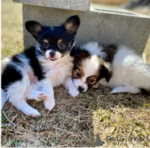 Photo №1. papillon - à vendre en ville de Borås | négocié | Annonce №55329