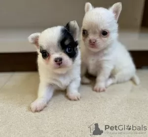 Photo №3. Chiots chihuahua dans une tasse. La finlande