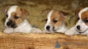 Photo №1. jack russell terrier - à vendre en ville de Барсена-де-Сисеро | 310€ | Annonce №40108