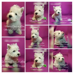 Photo №3. Chiots West Highland White Terrier du fabricant de petit-fils d'Import Champion.. Ukraine