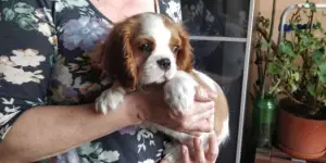 Photo №1. cavalier king charles spaniel - à vendre en ville de Poznan | 700€ | Annonce №399