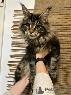 Photo №4. Je vais vendre maine coon en ville de Kristinestad. annonce privée - prix - 700€