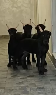 Photo №4. Je vais vendre dobermann en ville de Belgrade. éleveur - prix - négocié