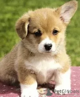 Photo №2 de l'annonce № 112257 de la vente welsh corgi - acheter à Allemagne annonce privée