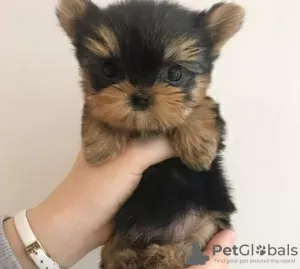 Photo №1. yorkshire terrier - à vendre en ville de Berlin | Gratuit | Annonce №95717