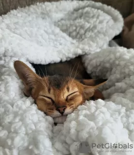 Photos supplémentaires: chatons abyssins