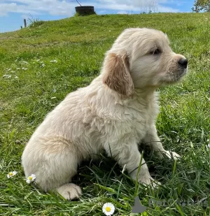 Photo №2 de l'annonce № 41480 de la vente golden retriever - acheter à Allemagne annonce privée