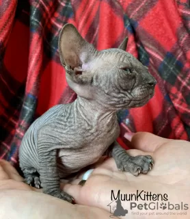 Photo №3. Chatons du Sphynx canadien. Biélorussie