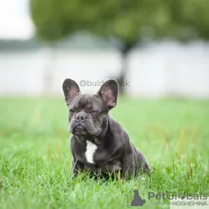 Photo №4. Je vais vendre bouledogue en ville de Москва. de la fourrière - prix - 1141€