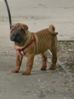 Photo №2 de l'annonce № 52635 de la vente shar pei - acheter à Fédération de Russie annonce privée