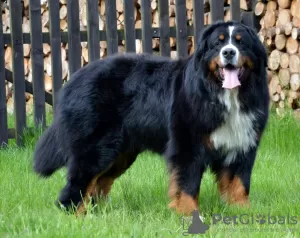 Photos supplémentaires: Chiot Bouvier Bernois