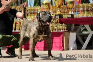 Photos supplémentaires: Dogue Canario - Chiots Presa Canario