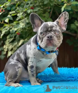 Photos supplémentaires: Bulldog français.