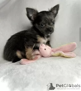 Photo №1. chihuahua - à vendre en ville de Hammersbach | 300€ | Annonce №98465