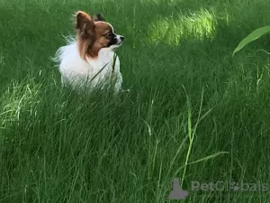 Photos supplémentaires: Chiots Papillon