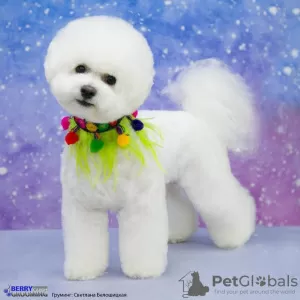 Photo №1. bichon à poil frisé - à vendre en ville de Москва | négocié | Annonce №76416