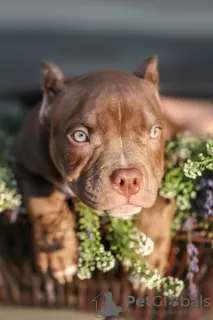 Photo №2 de l'annonce № 115141 de la vente american bully - acheter à Biélorussie éleveur