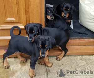 Photo №3. De beaux chiots Doberman,. Irlande