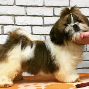 Photo №4. Je vais vendre shih tzu en ville de Gomel. de la fourrière - prix - Négocié