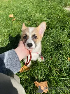 Photos supplémentaires: Corgi Welpen