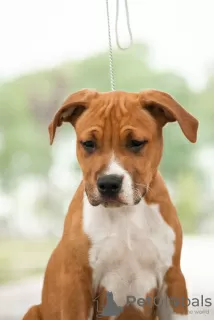 Photo №2 de l'annonce № 10658 de la vente american staffordshire terrier - acheter à Fédération de Russie annonce privée