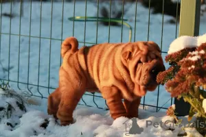 Photo №2 de l'annonce № 8606 de la vente shar pei - acheter à Fédération de Russie annonce privée