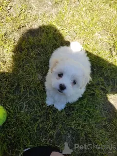 Photo №1. bichon maltais - à vendre en ville de Newtown | 800€ | Annonce №11836