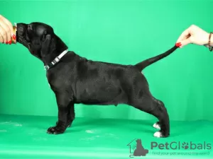 Photos supplémentaires: Chiots Cane Corso à vendre