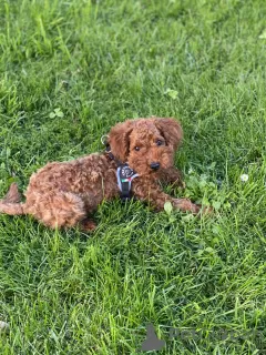 Photos supplémentaires: Chiot caniche toy brun rouge