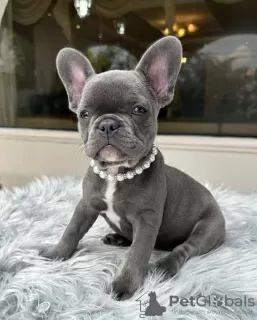 Photo №1. bouledogue - à vendre en ville de Aalst | 380€ | Annonce №96317