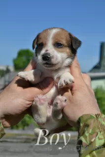 Photos supplémentaires: Chiots Jack Russell du chenil