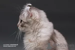 Photos supplémentaires: Un chaton de race rare American Curl.